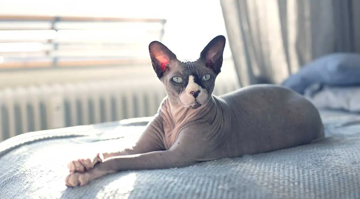 sphynx cat