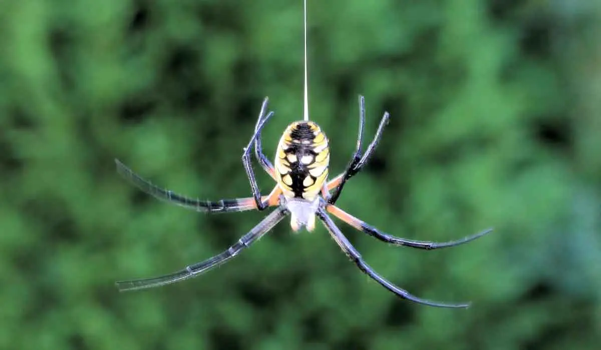 spider dropping down on string