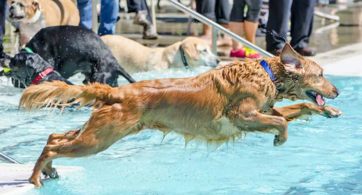 splish splash doggie bash