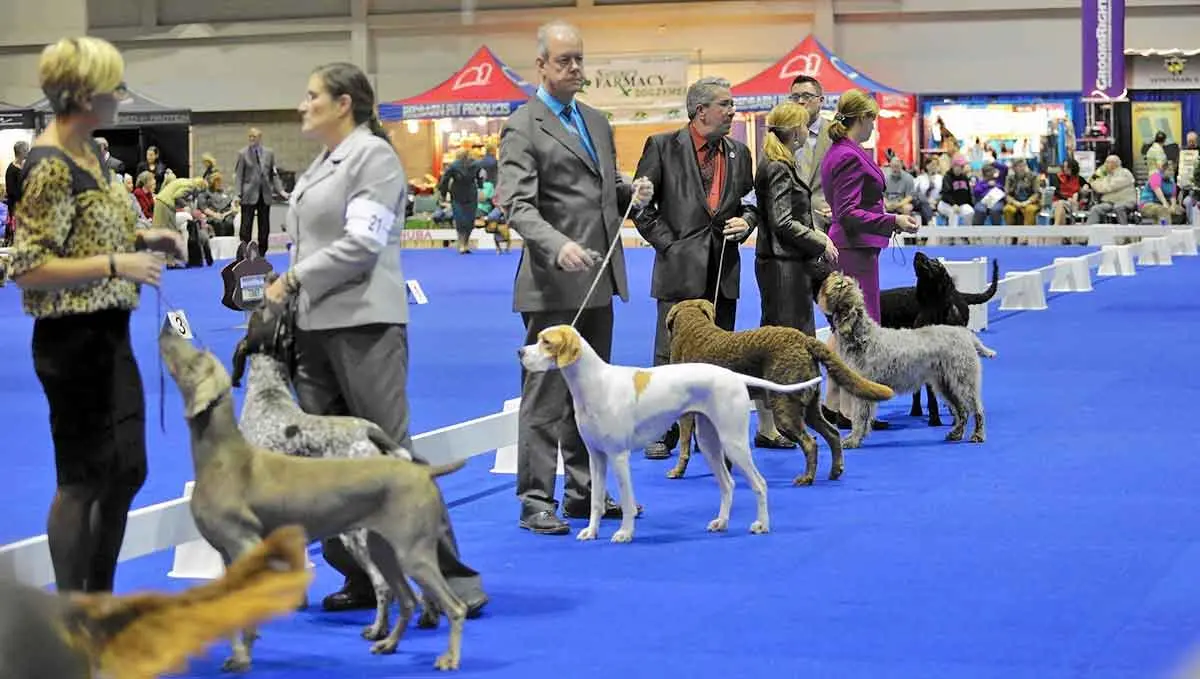 sporting group orlando dog show
