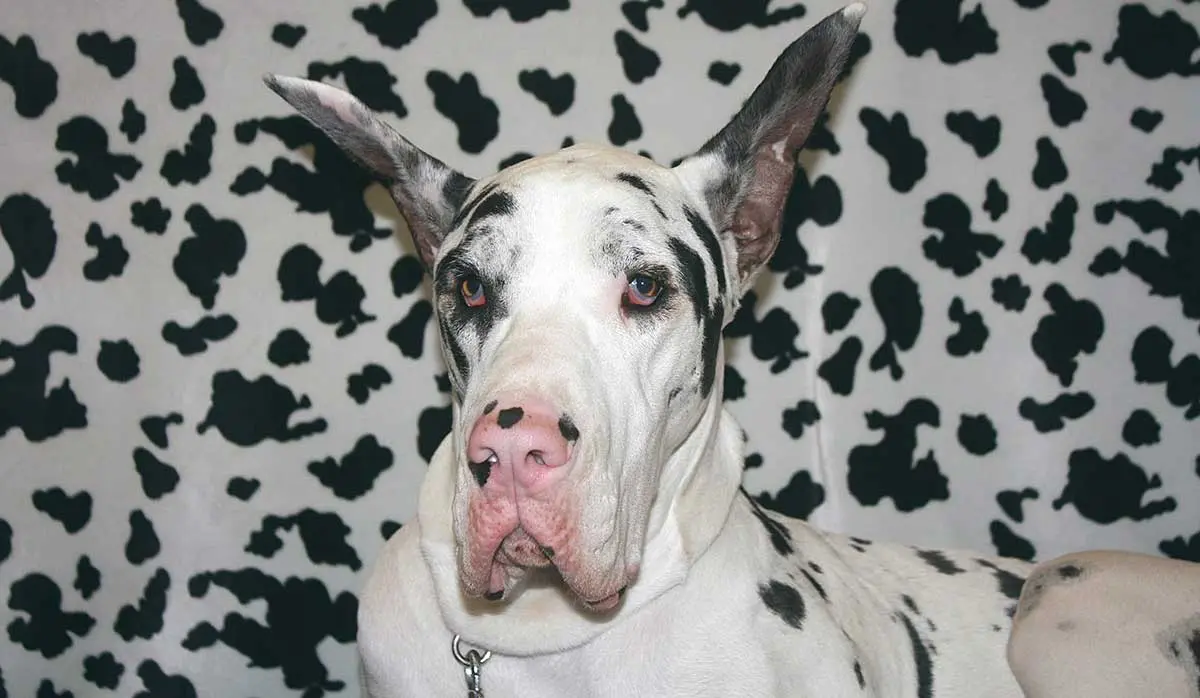 spotted great dane