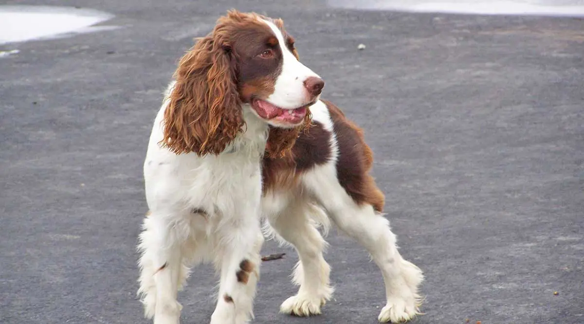 springer spaniel road profile