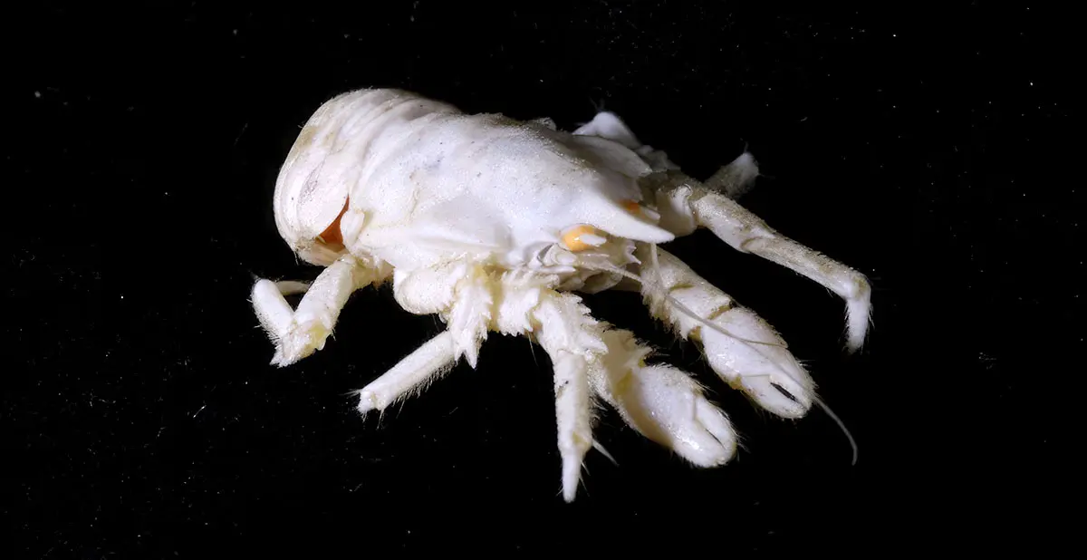 squat lobster