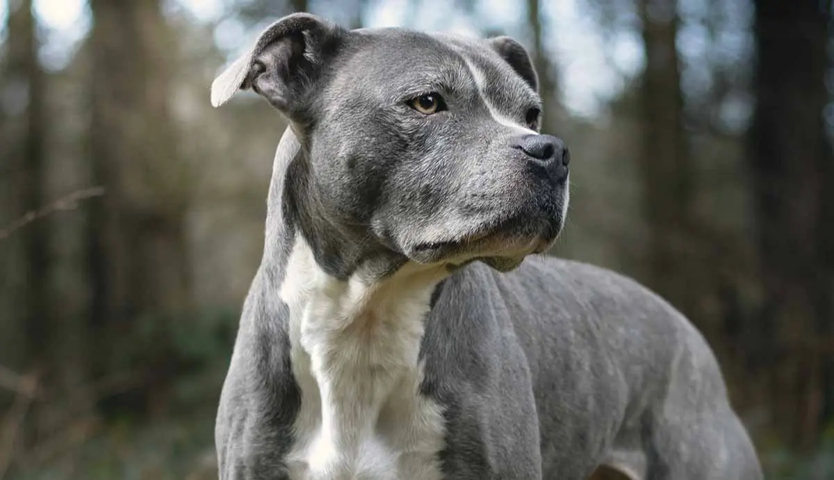 staffordshire bull terrier