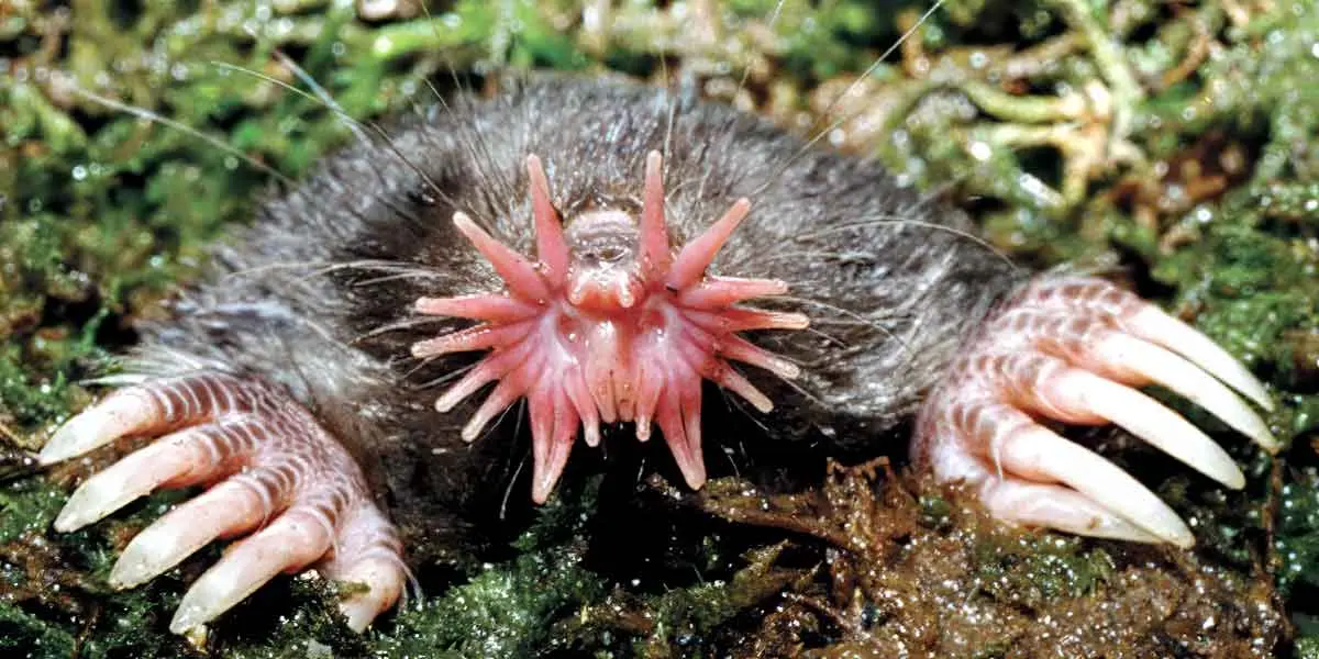 star nosed mole surfacing from underground