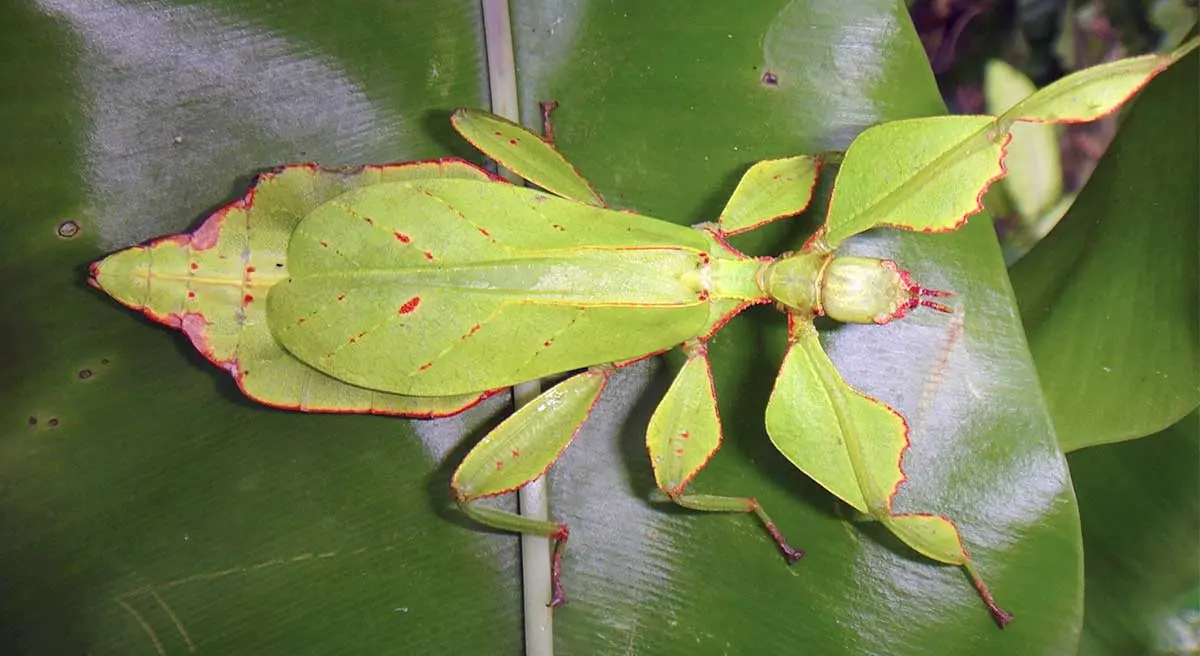 stick bug against a leaf