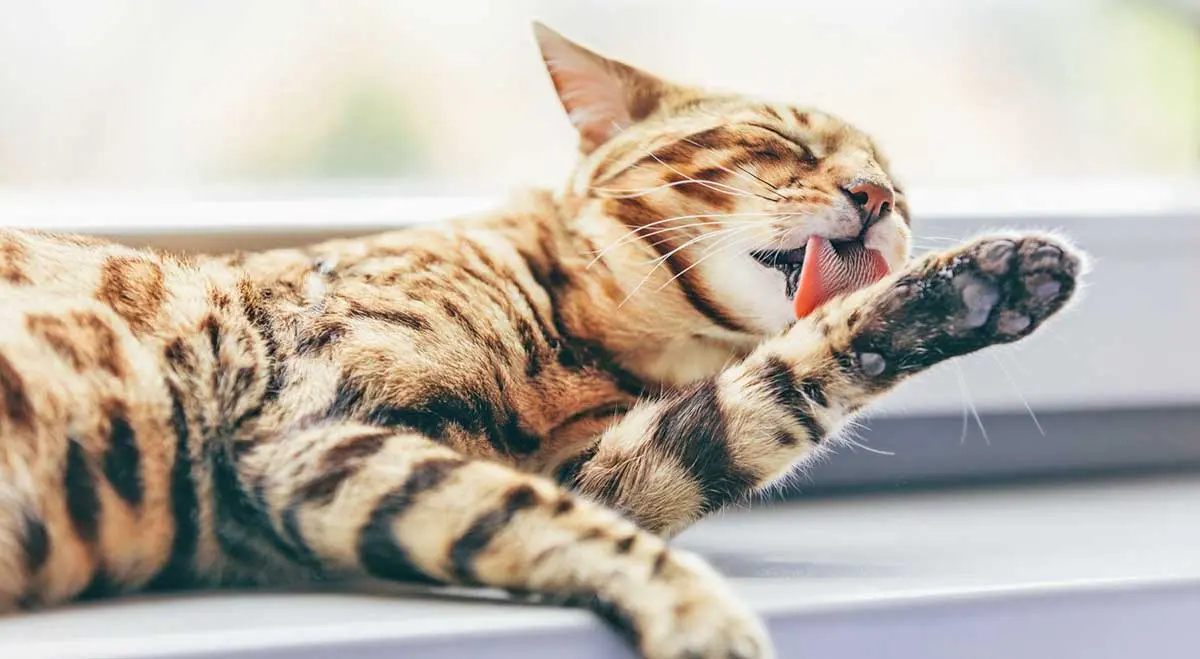 striped cat grooming paw