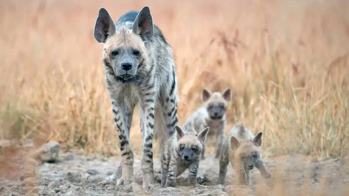 striped hyena with babies on the savannah