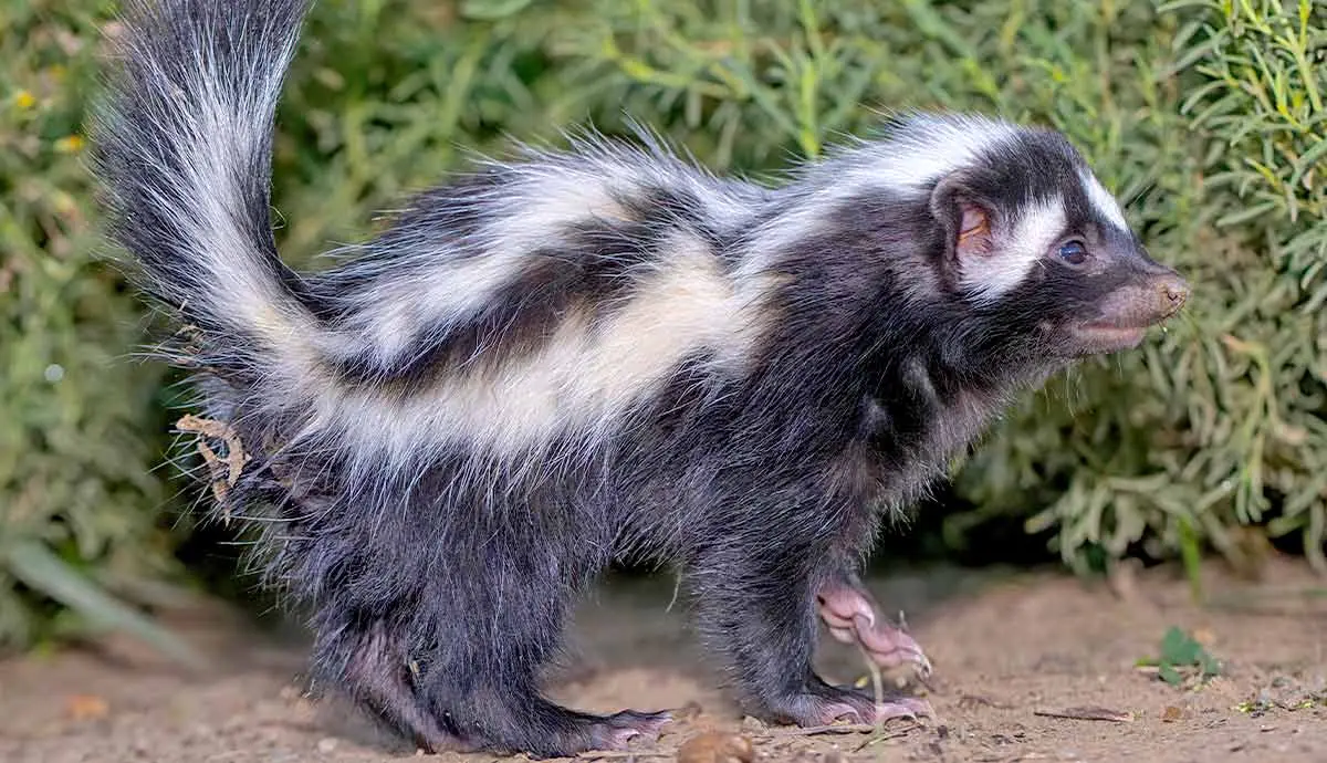 striped polecat