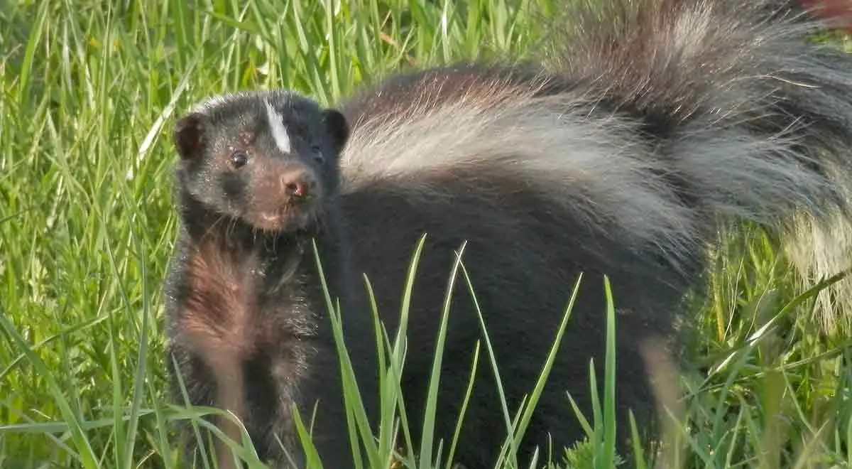 striped skunk grass