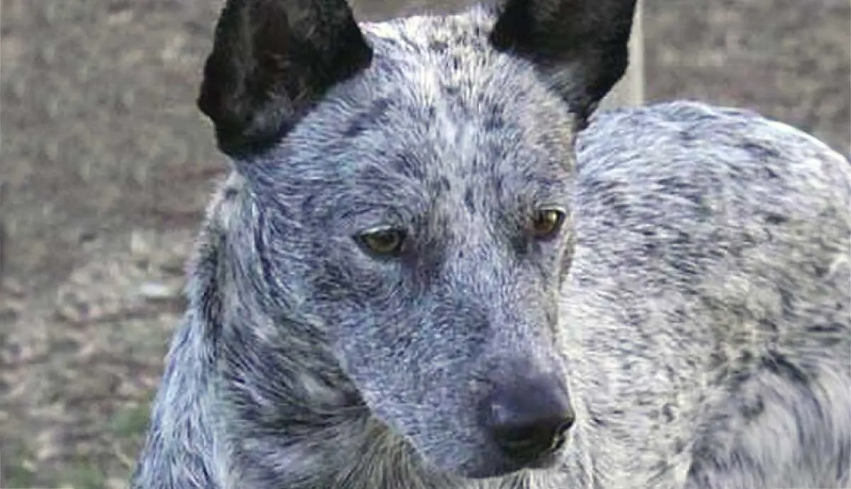 stumpy tailed cattle dog close up