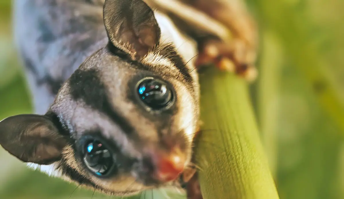 sugar glider closeup