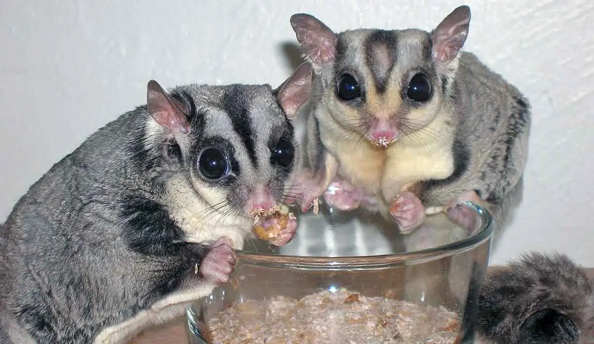 sugar glider pair