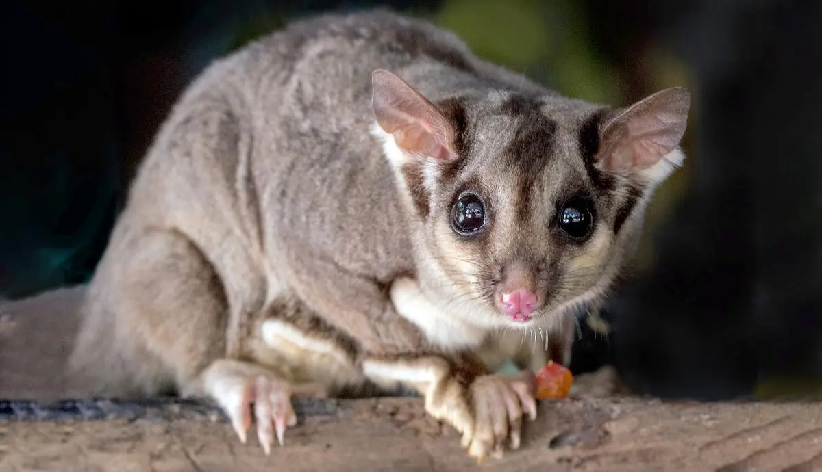 sugar glider tree branch