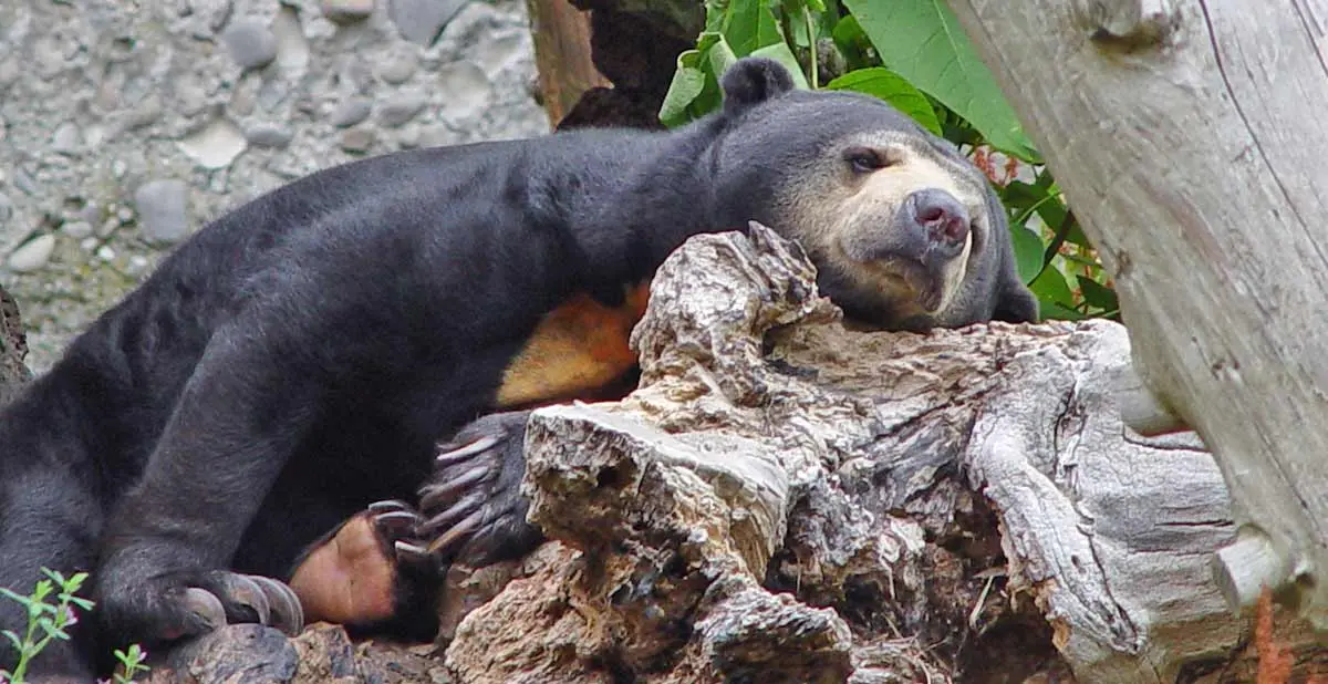 sun bear