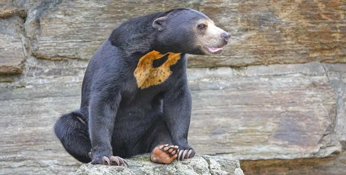 sun bear