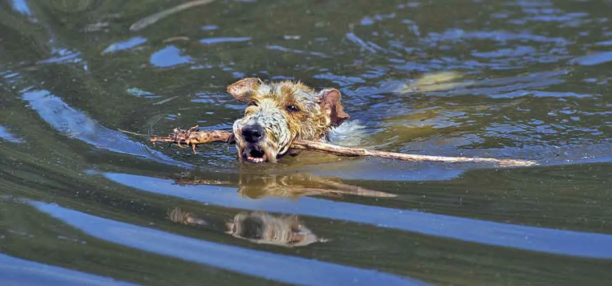 swimming fox terrier