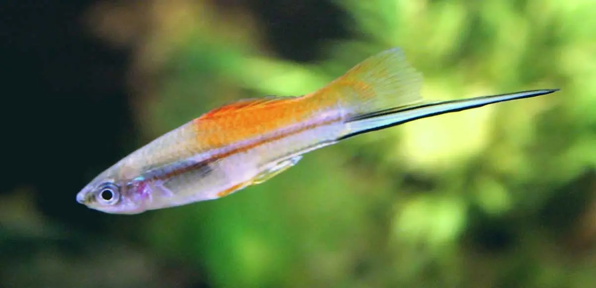 swordtail fish