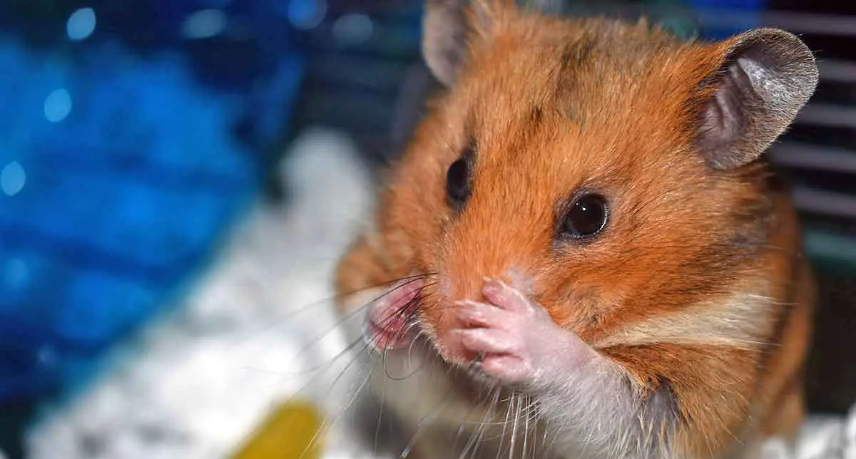 syrian hamster mid grooming