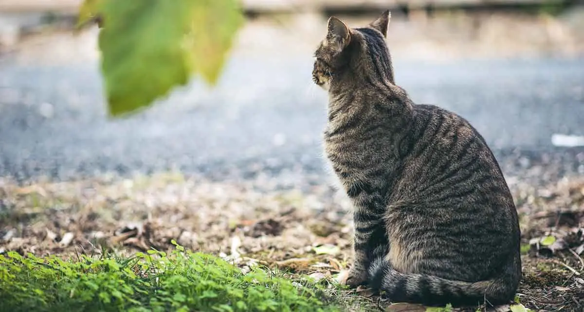 tabby cat watching things