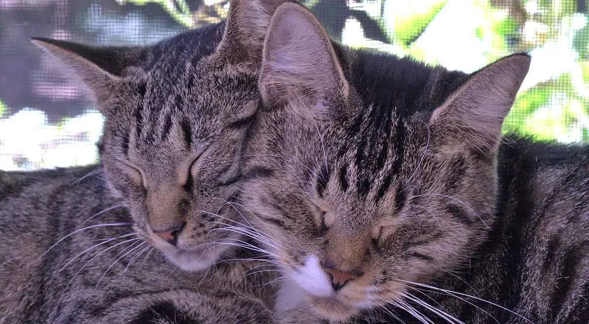 tabby cats sleeping together