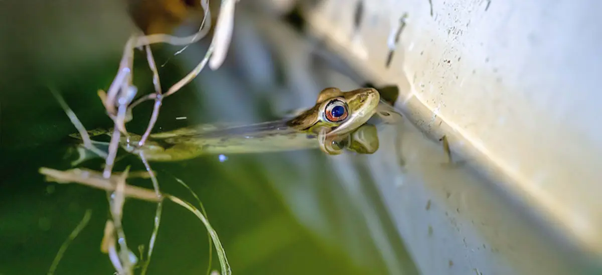 tadpole during metamorphosis