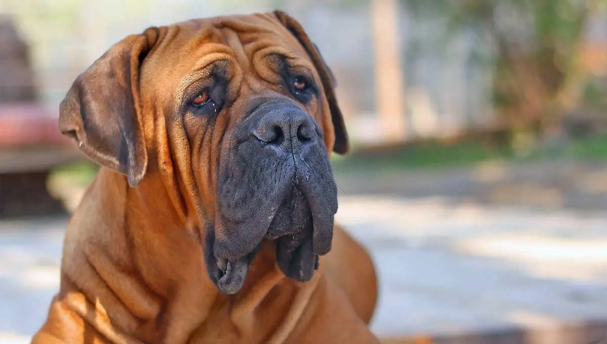 tan boerboel lying in the sun