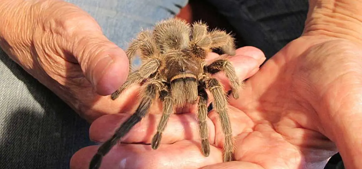 tarantula being held pets