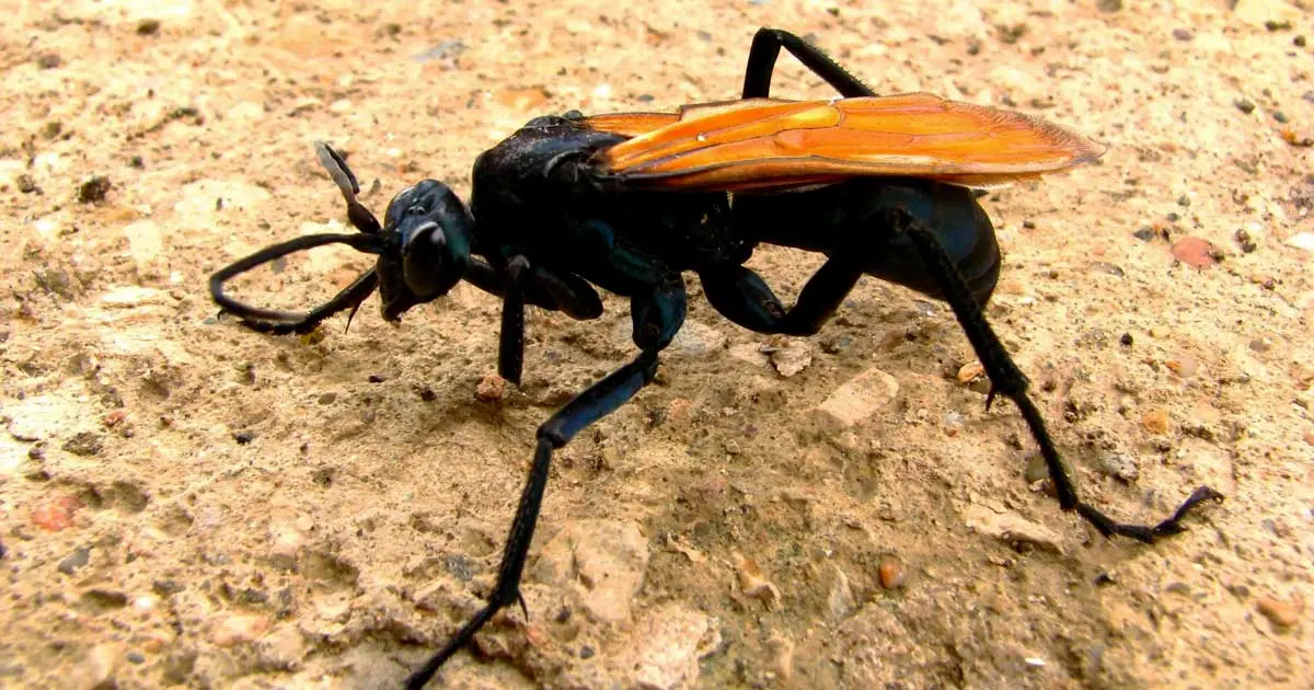 tarantula hawk fly