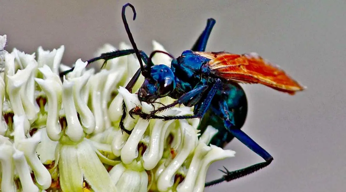 tarantula hawk wasp painful stinger blue wasp