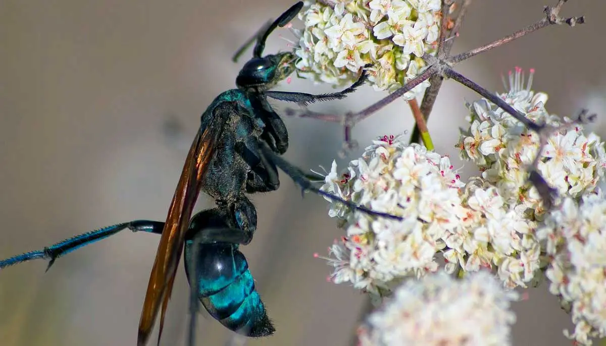 tarantula hawk wasp