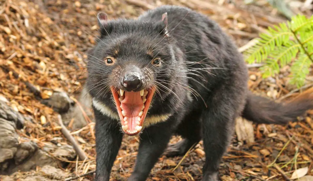 tasmanian devil