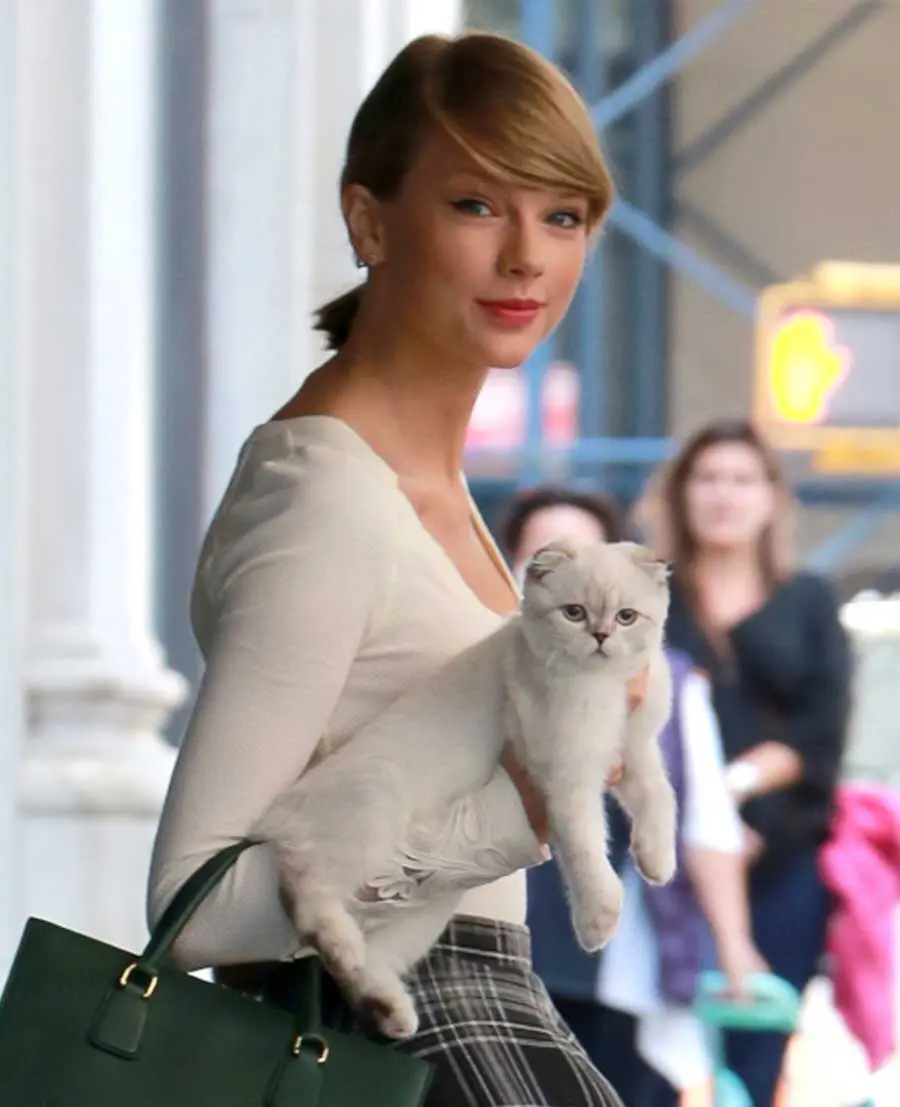 taylor swift and scottish fold