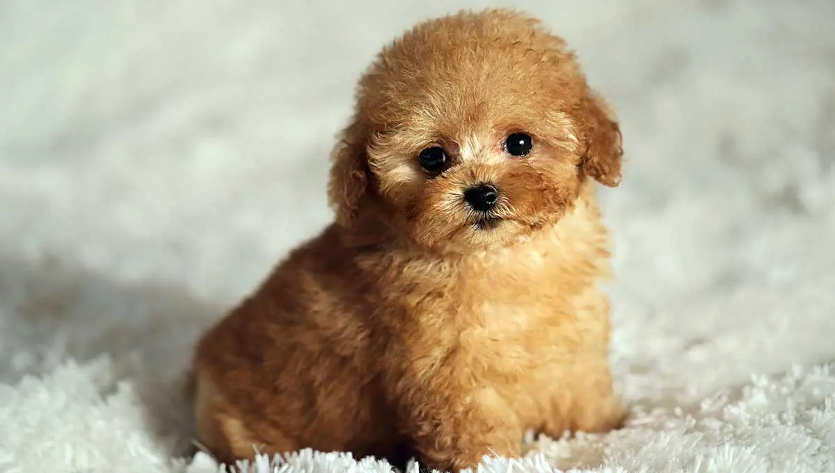 teacup poodle on cream rug