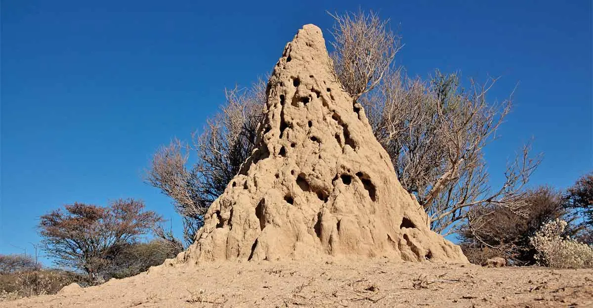 termite mound