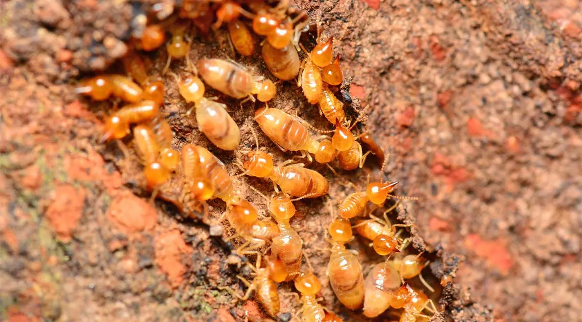 termite nest