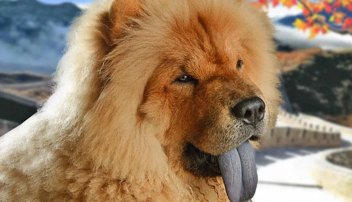 the chow chow complete guide on chinas beloved breed
