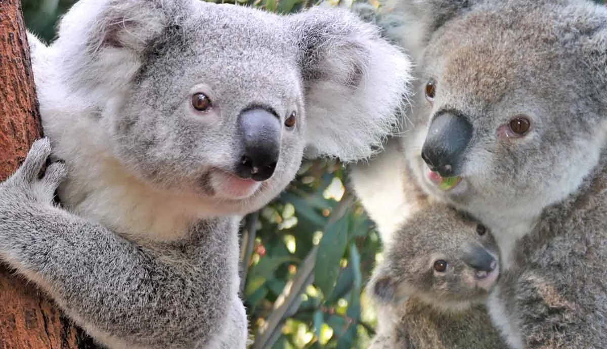 the secret pocket explained why do koalas have pouches