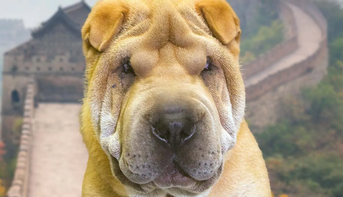 the shar pei complete guide