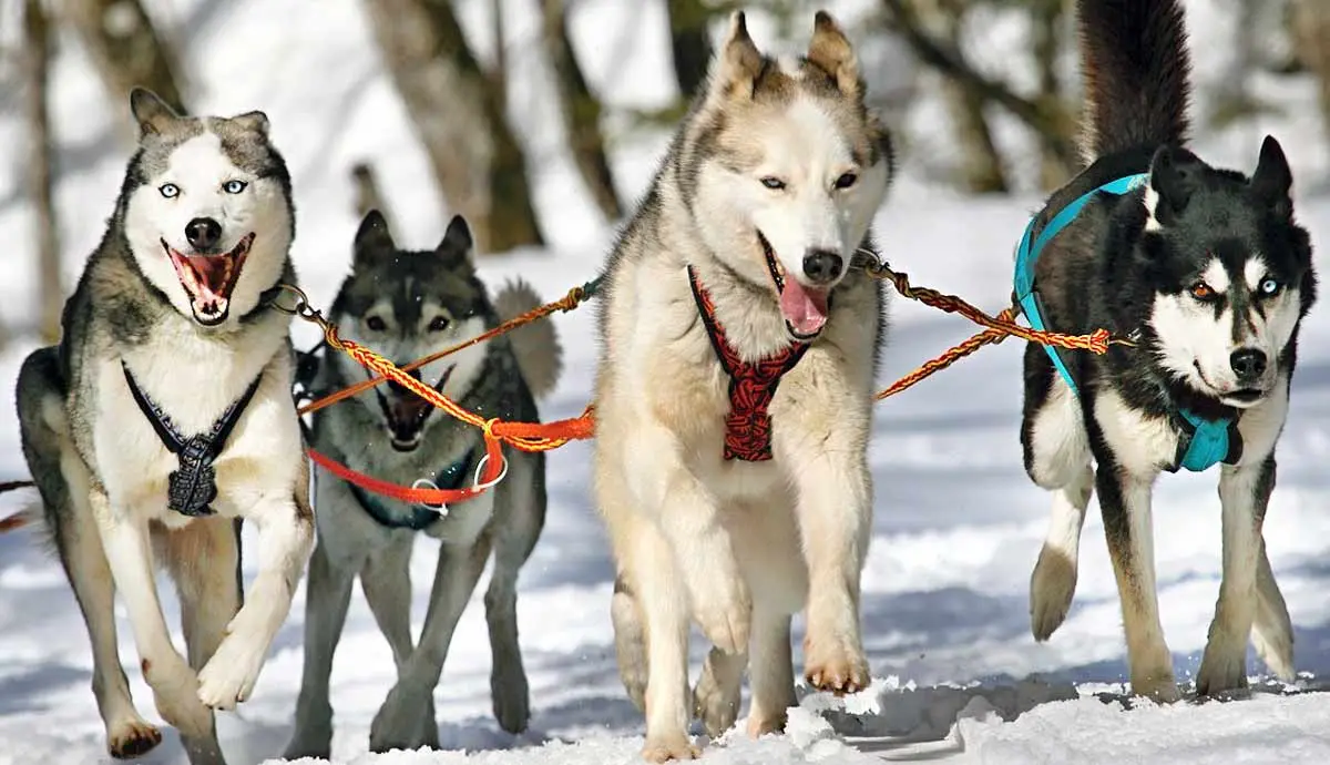 the truth about dog sledding