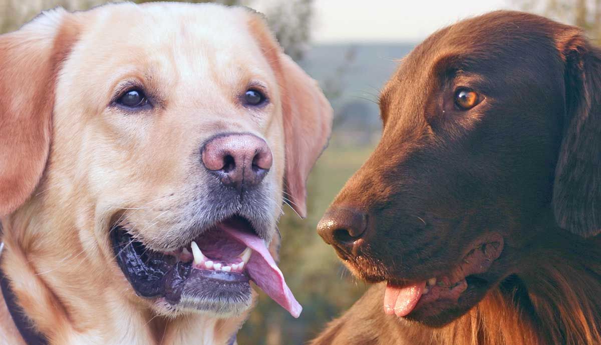 the wonderful world of retrievers