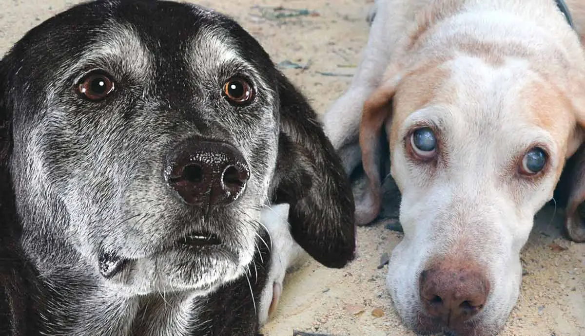 things that change as your dog ages