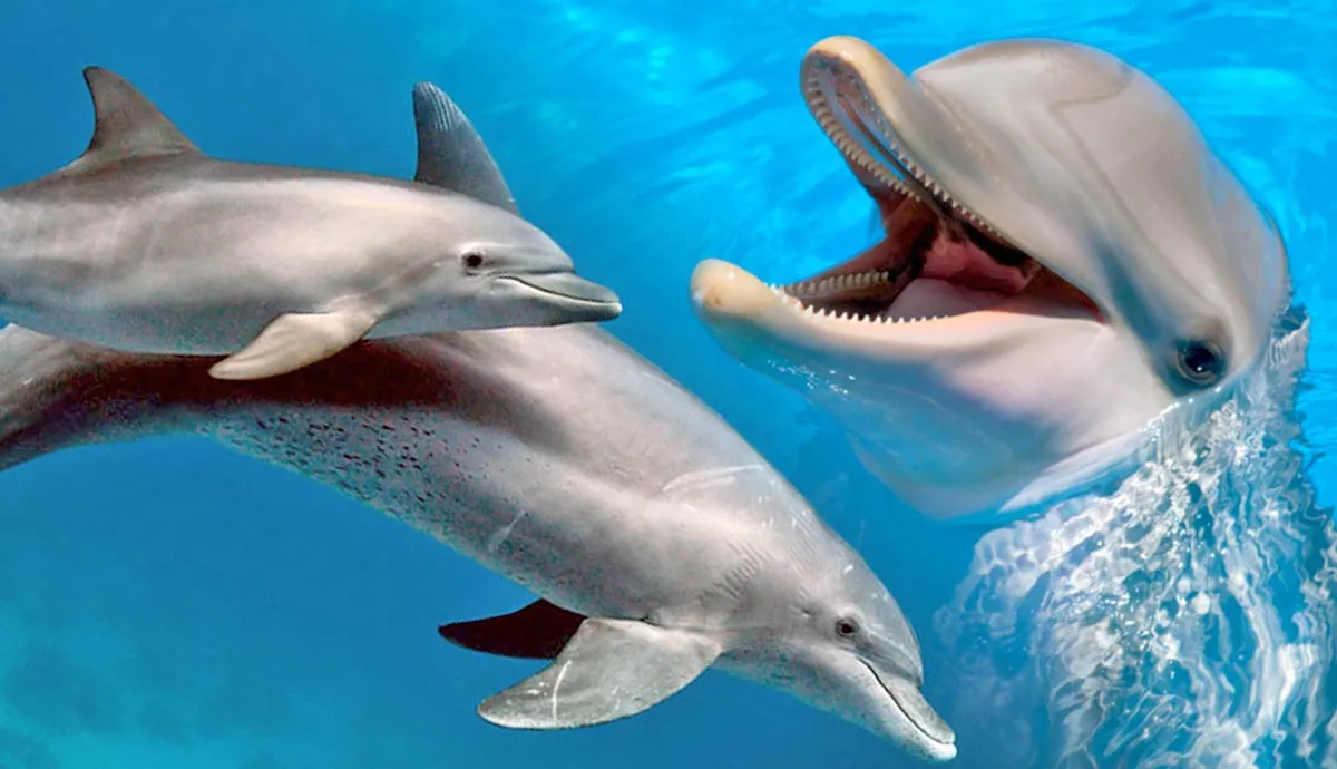 things you did not know about dolphins