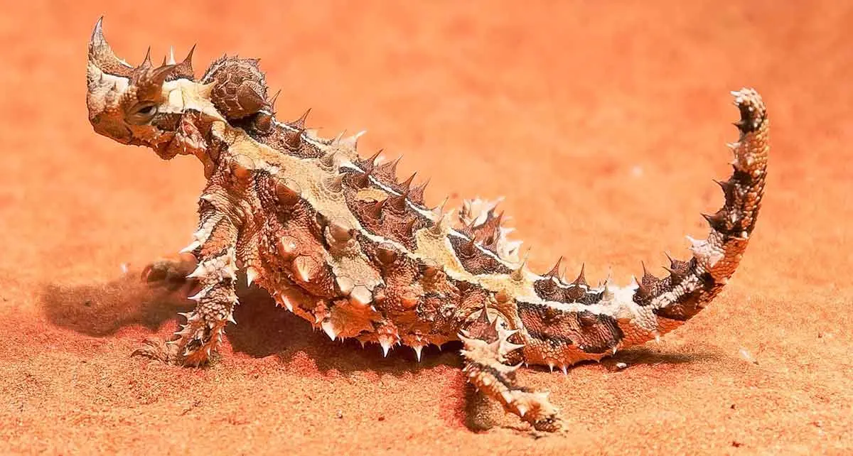 thorny devil