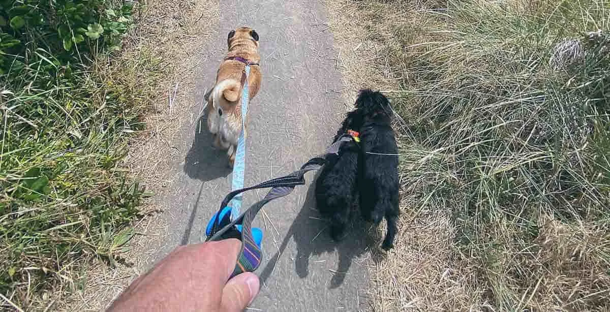 three dogs on trail