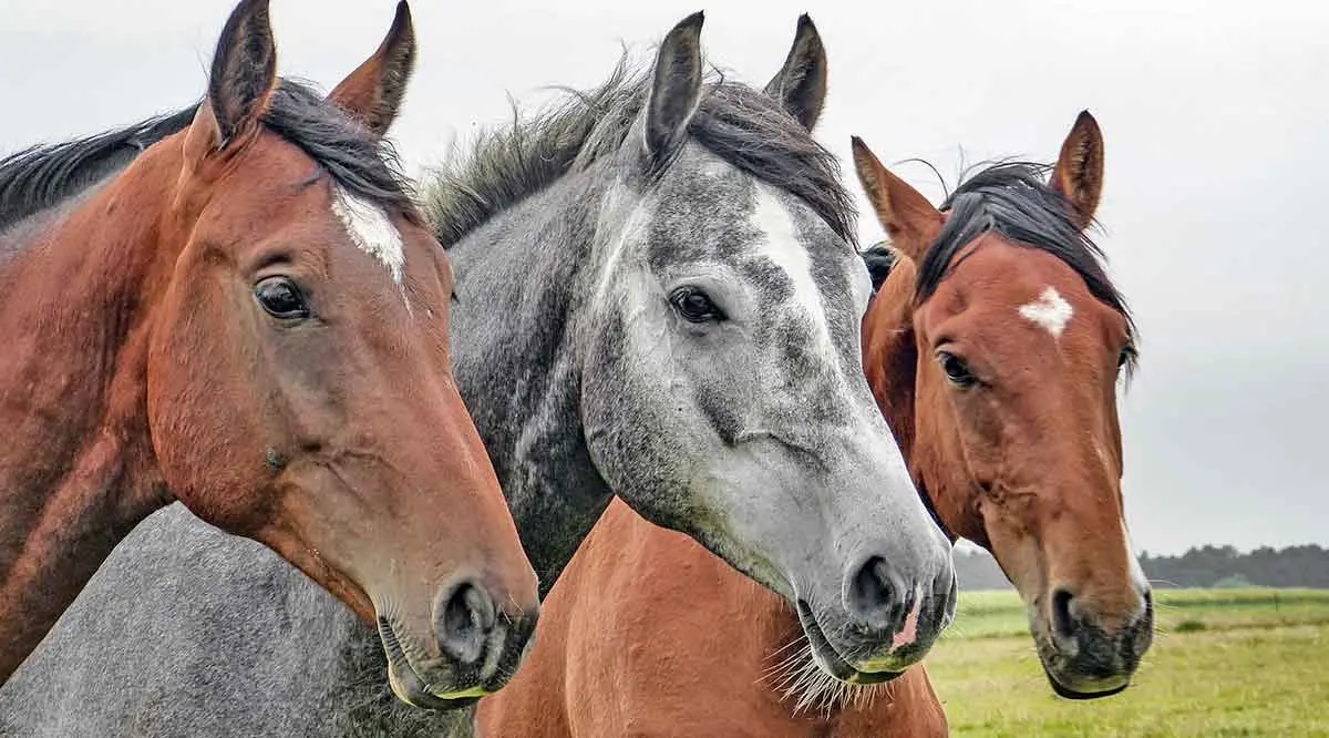 three horses herd pasture
