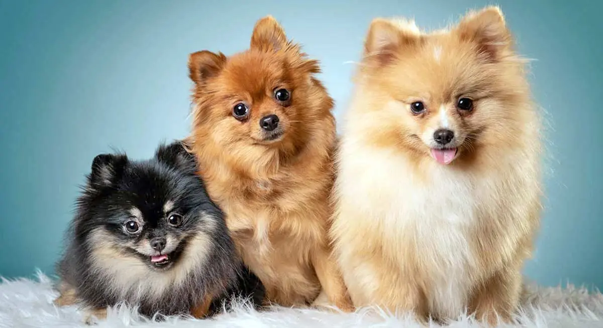 three pomeranians