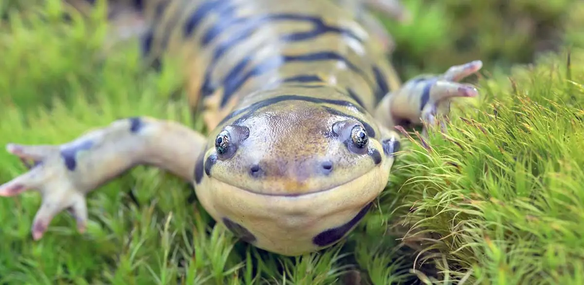 tiger salamander