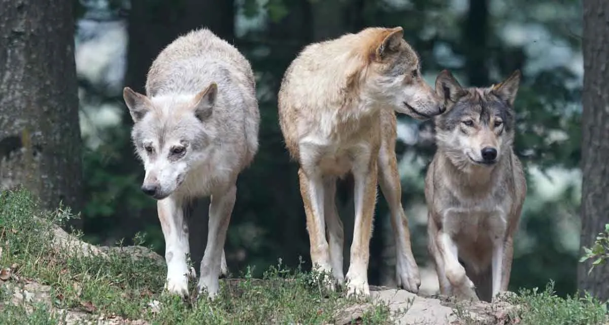 timber wolves