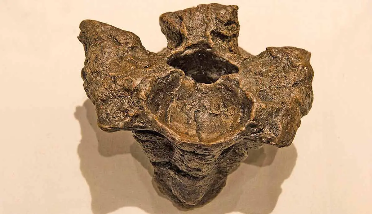 titanoboa vertebrae